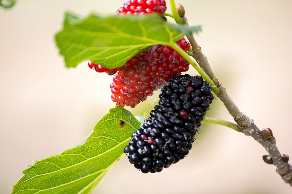 Maulbeeren-schwarz