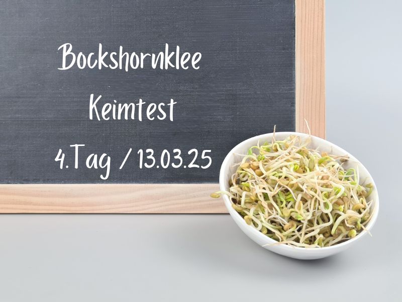 bockshornkleesamen-keimtest-tag4