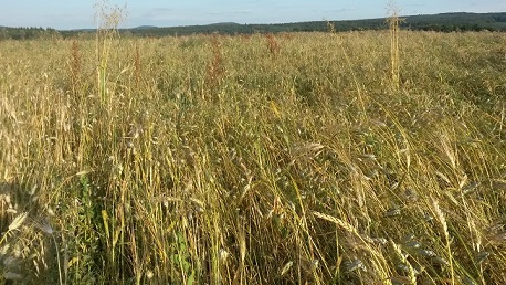 Khorasan-Weizen-auf-dem-Feld