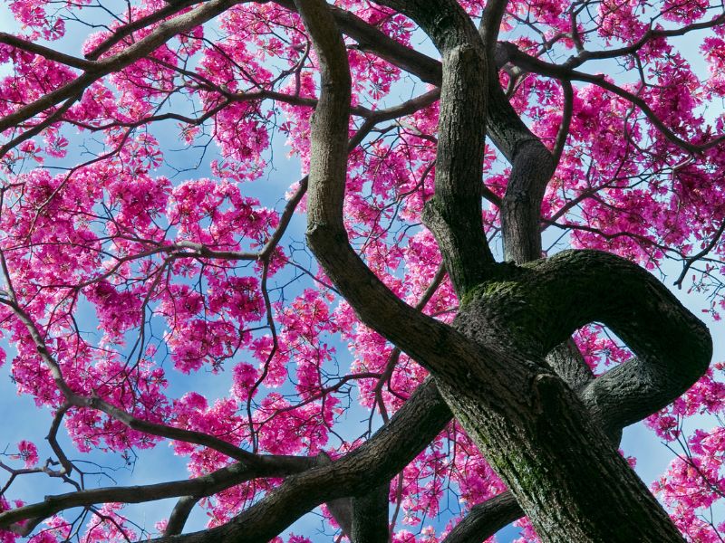 Lapachorinde Baum mit rosa Blüten