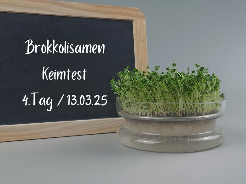 brokkolisamen-sprossen-tag4