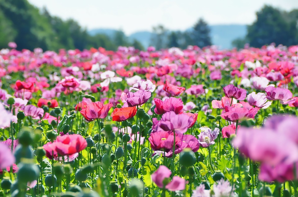 Blaumohn