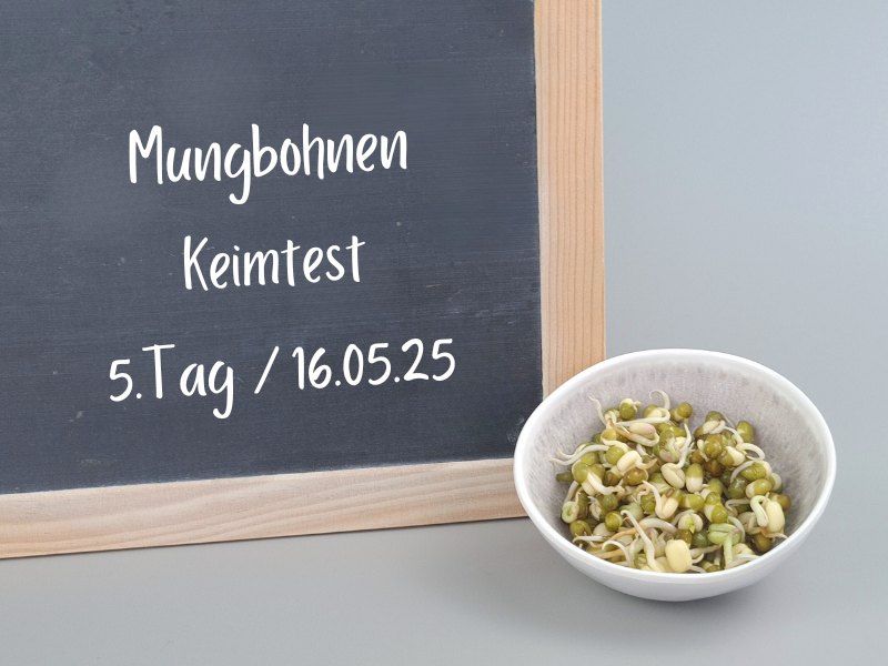 bio-mungbohnen-keimlinge-tag5