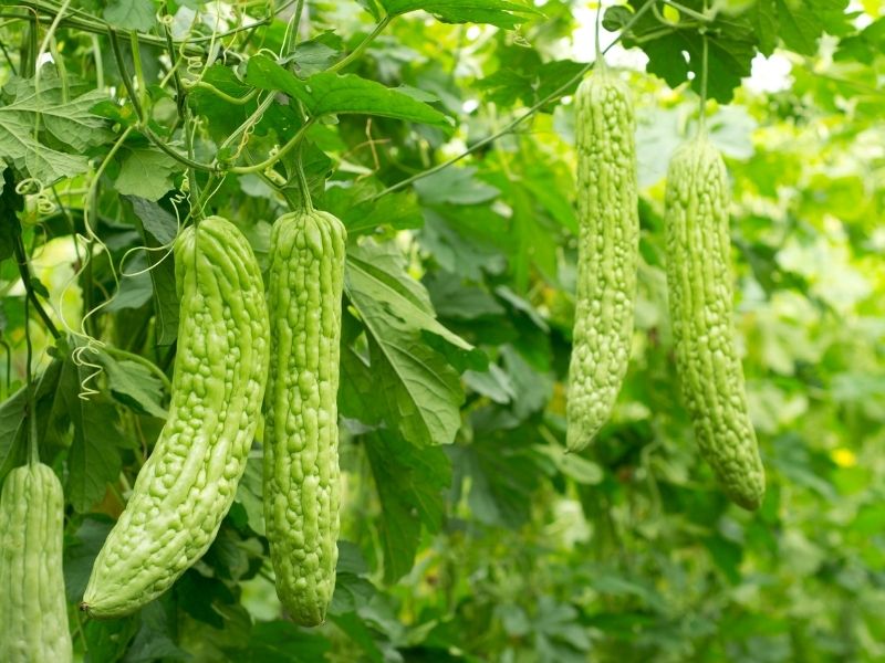 Bittermelonen