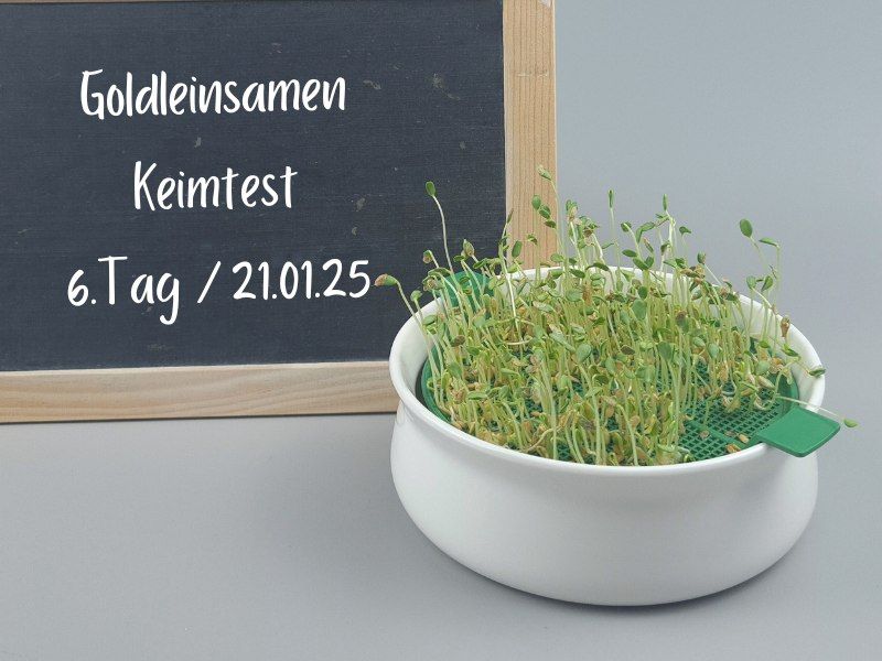 goldleinsamen-keimlinge-tag6