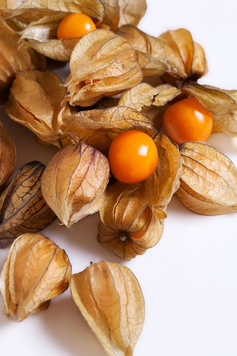 physalis-2366935_960_720