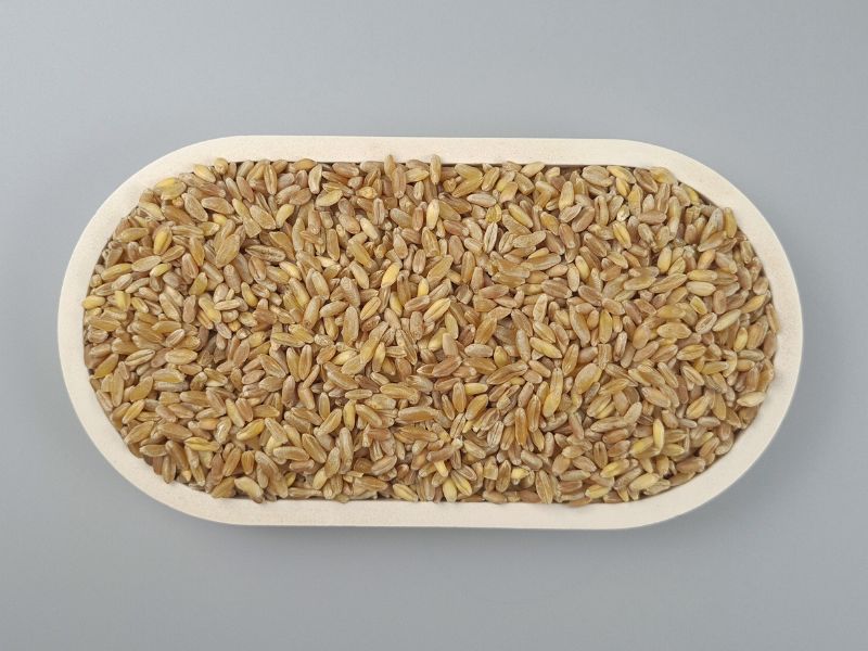 Khorasan, Urweizen - in der Schale von oben