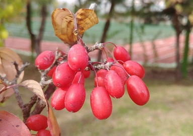 Schisandra-Beeren