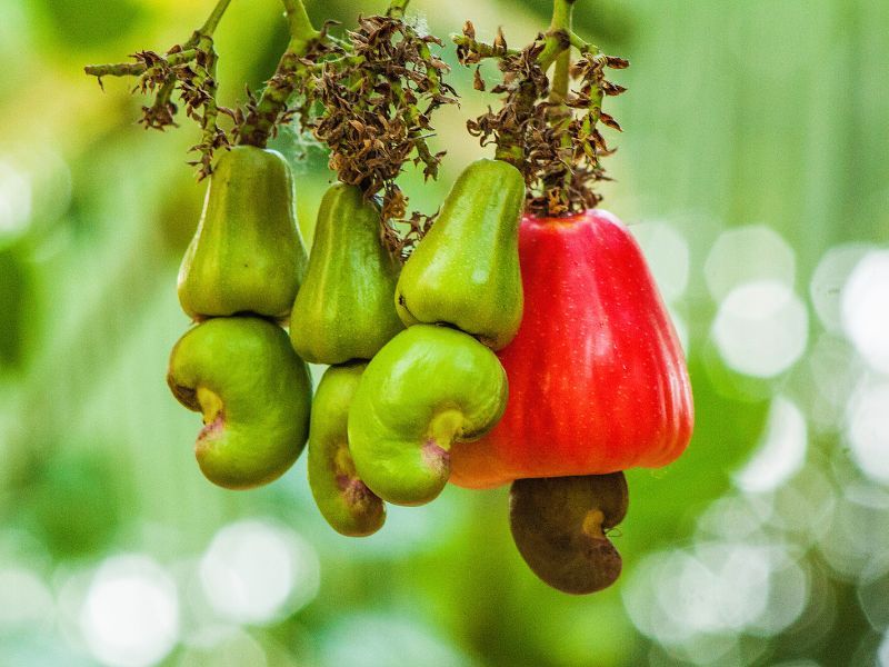 cashewbruch-cashews-am-baum
