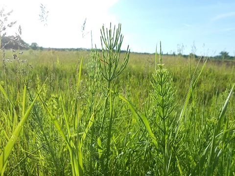 Schachtelhalmkraut in der Natur