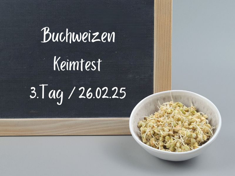 bio-buchweizen-keimlinge-tag3