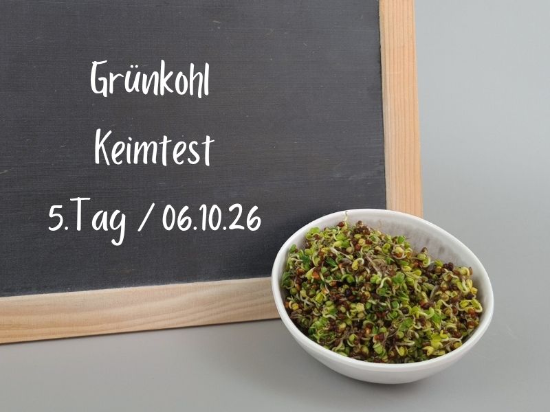 Grünkohl Keimtest