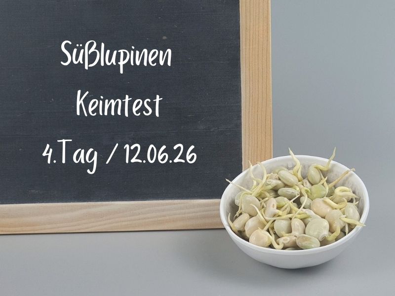 Lupinensamen Keimlinge an Tag 4 in einer kleinen Schale