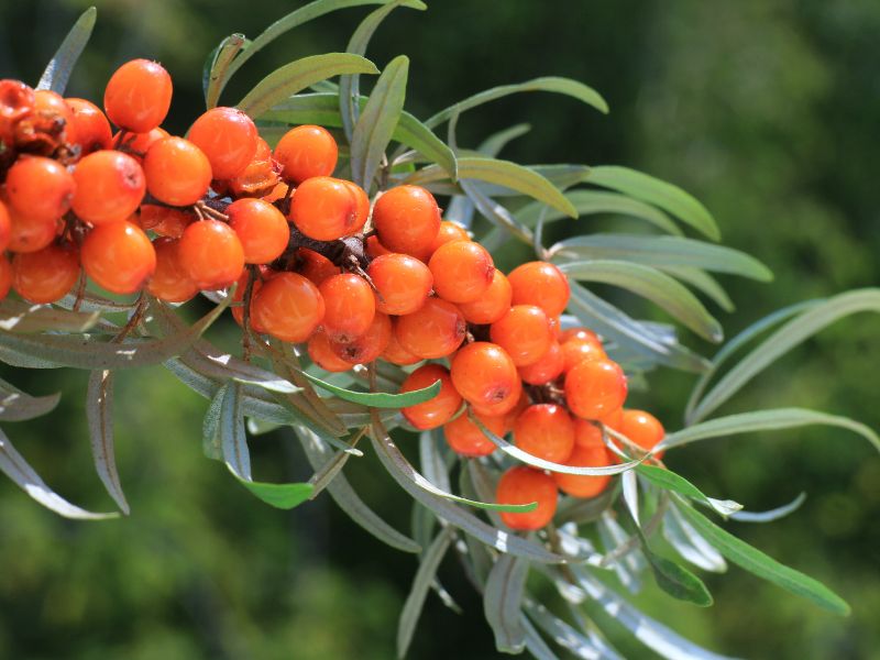 sanddornbeeren-basis-fuer-sanddornbeeren-getrocknet