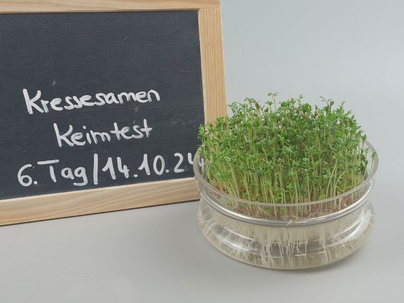 bio-kressesamen-keimschale-tag6