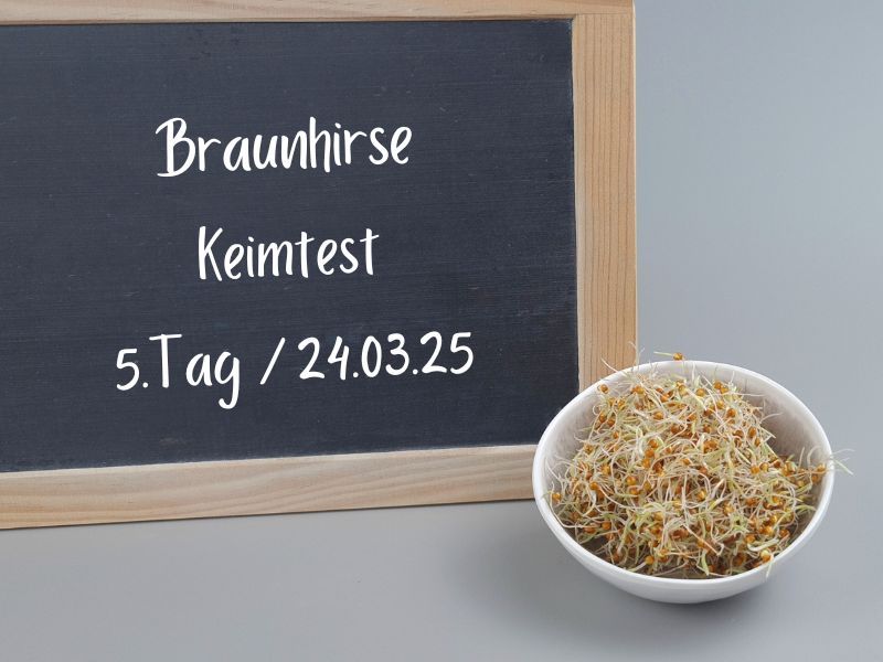 brauhirse-keimen-tag5