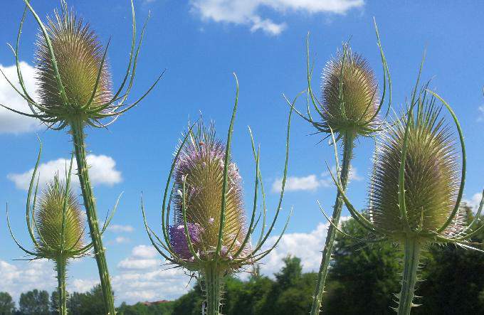 Kardenwurzel, geschnitten (Dipsacus sativus) - bio kbA