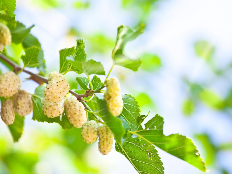 maulbeeren-baum