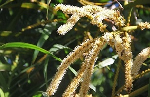 Kokosbluetenzucker-aus-Kokosblueten