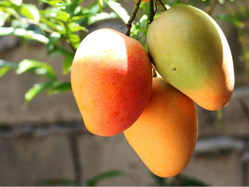 Mangos am Baum mango-am-baum