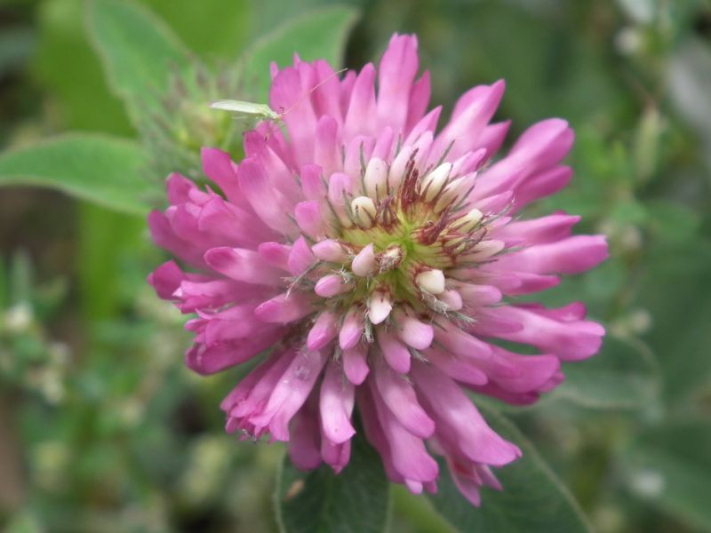 Rotklee-Blüte