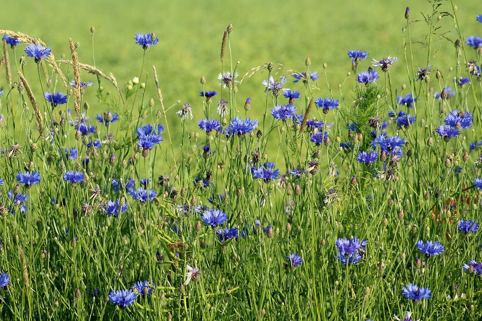 Kornblumen Feld