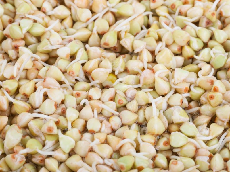 Buchweizenkeimlinge - die Basis für Buchweizenkeimpulver