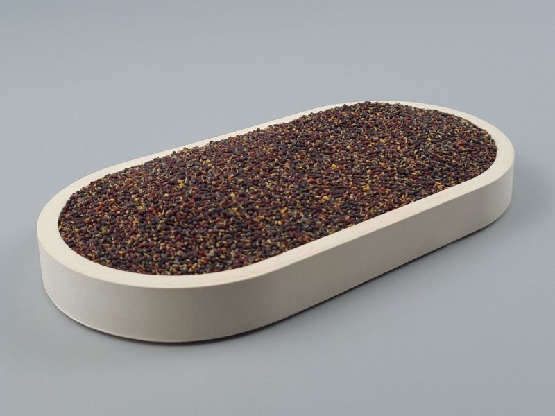 Gekeimter Brokkolisamen bio, Rohkost, glutenfrei, aus Italien