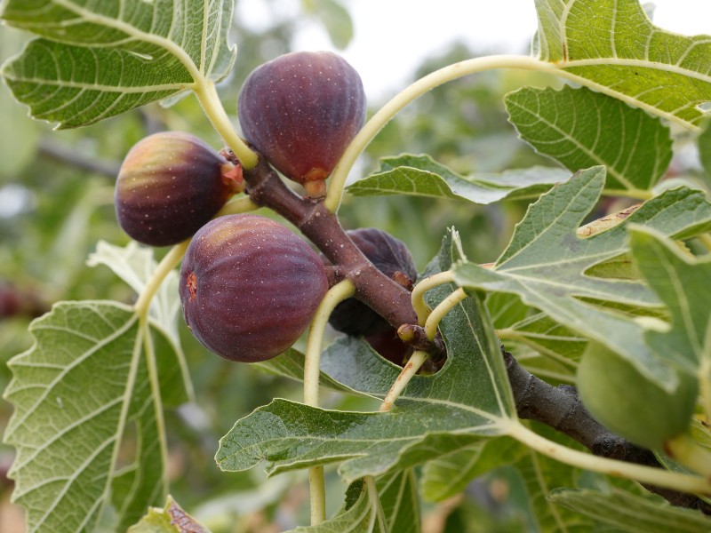 Ficus carica Feigenbaum