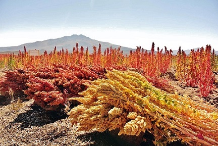 bio-quinoa-pflanze-anbau