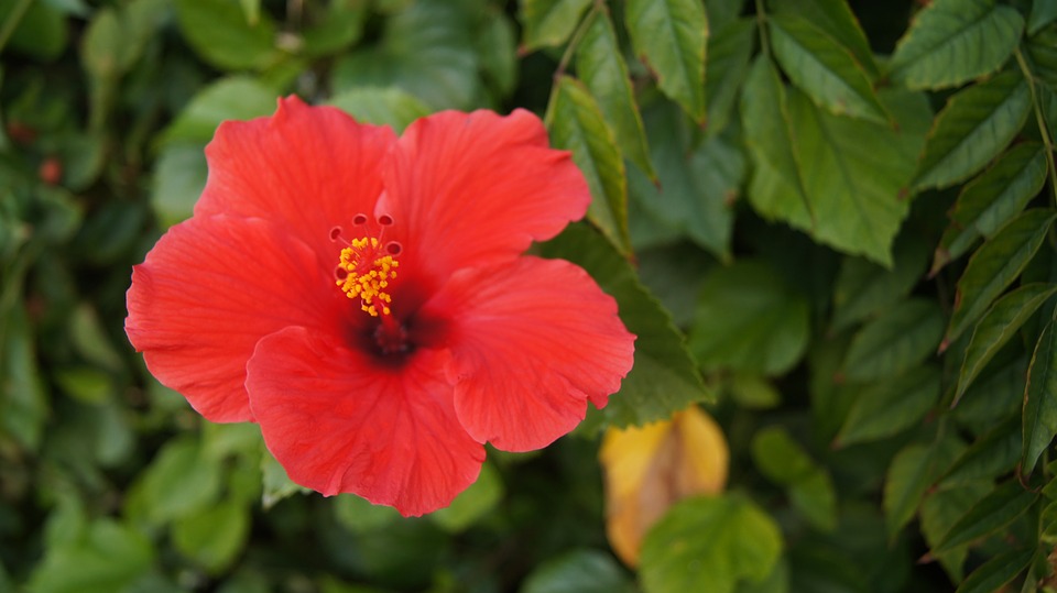 flower-2356773_960_720
