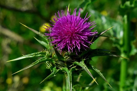 Mariendistelsamen-stammen-von-der-Mariendistel-Pflanze