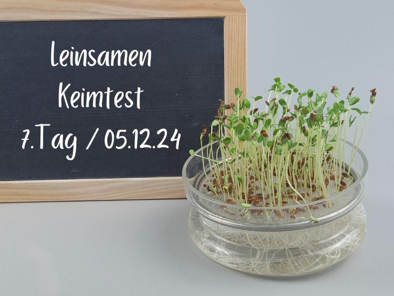 bio-leinsamen-keimen-tag7