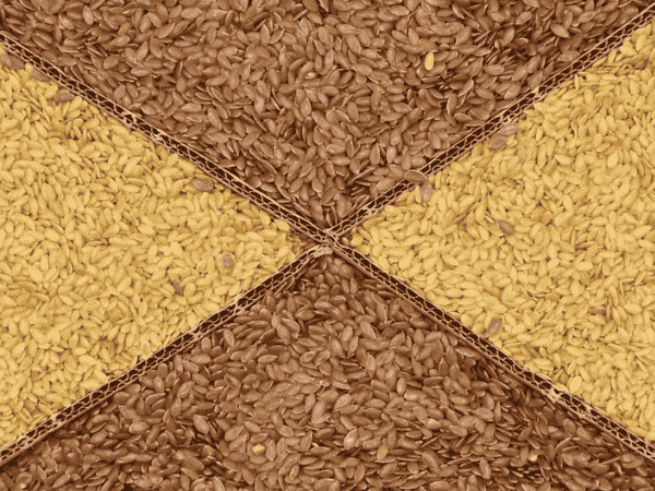 Seed Cycling: Samen essen und Hormone regulieren Seed Cycling: Samen essen und Hormone regulieren
