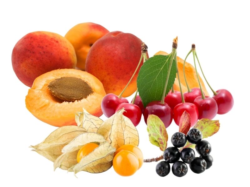aroniabeeren-physalis-sauerkirschen-wildaprikosen