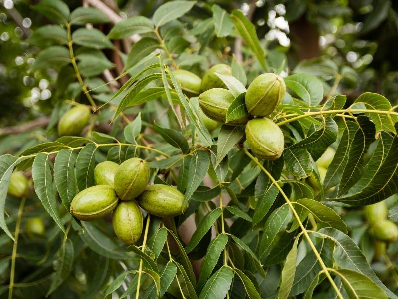 Pecankerne mit Schale an einem Pekannussbaum