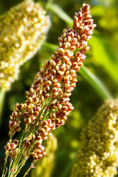 Quinoa