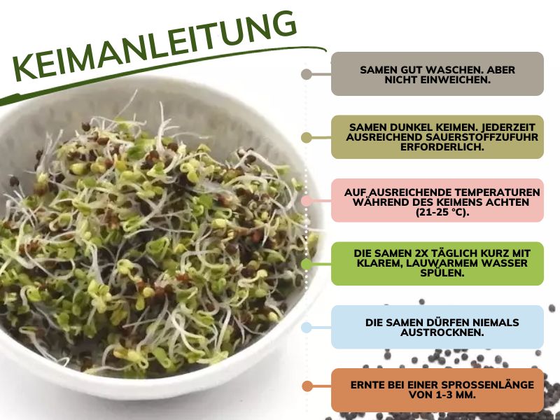 Brokkolisamen bio Keimanleitung