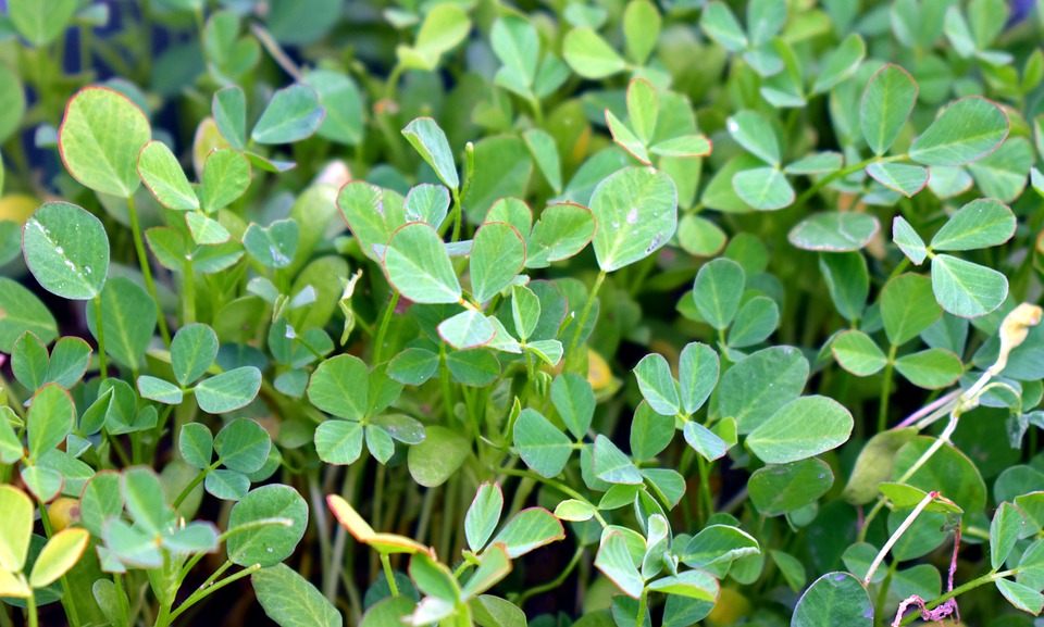 Bockshornklee fenugreek-2965214_960_720