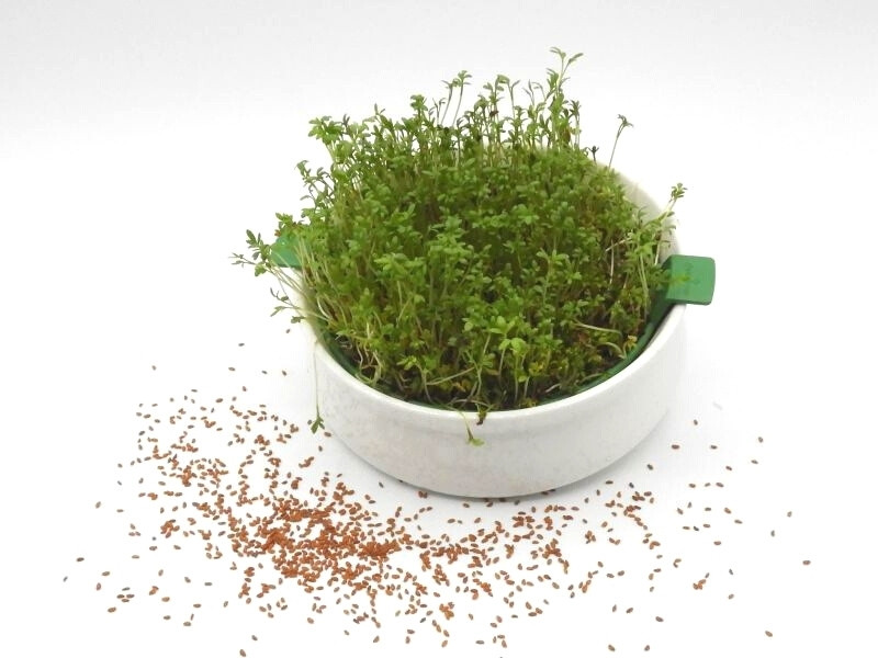 Kressesamen Grünkraut kressesamen-gruenkraut