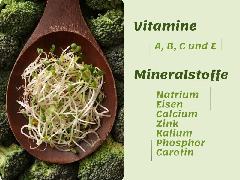 Brokkolisamen bio Vitalstoffe