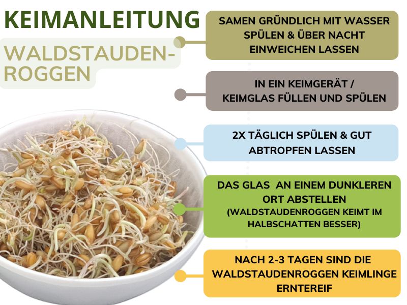 Waldstaudenroggen Keimanleitung