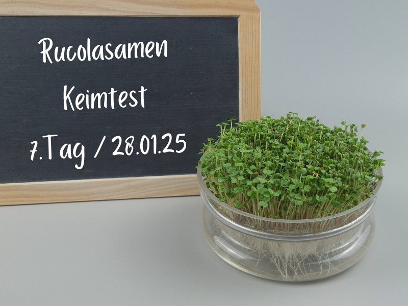 rucola-samen-keimlinge-tag7