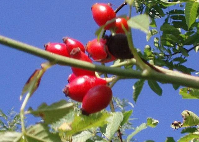 Hagebuttenschalen, geschnitten, natur (Rosa canina)