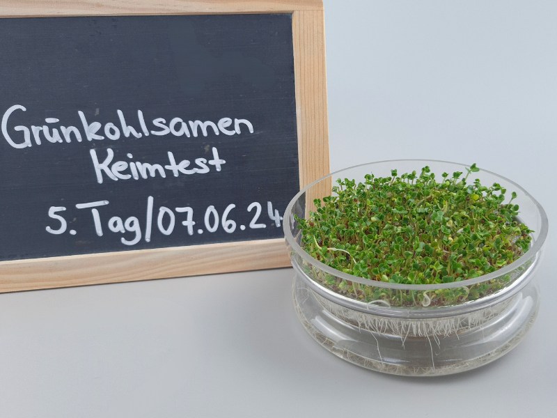 gruenkohlsamen-keimen-tag5