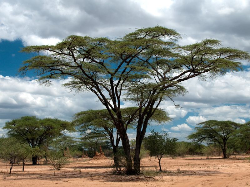 Akazienbaum