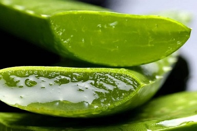 Aloe Vera Hautgel aus Aloe Vera Blättern
