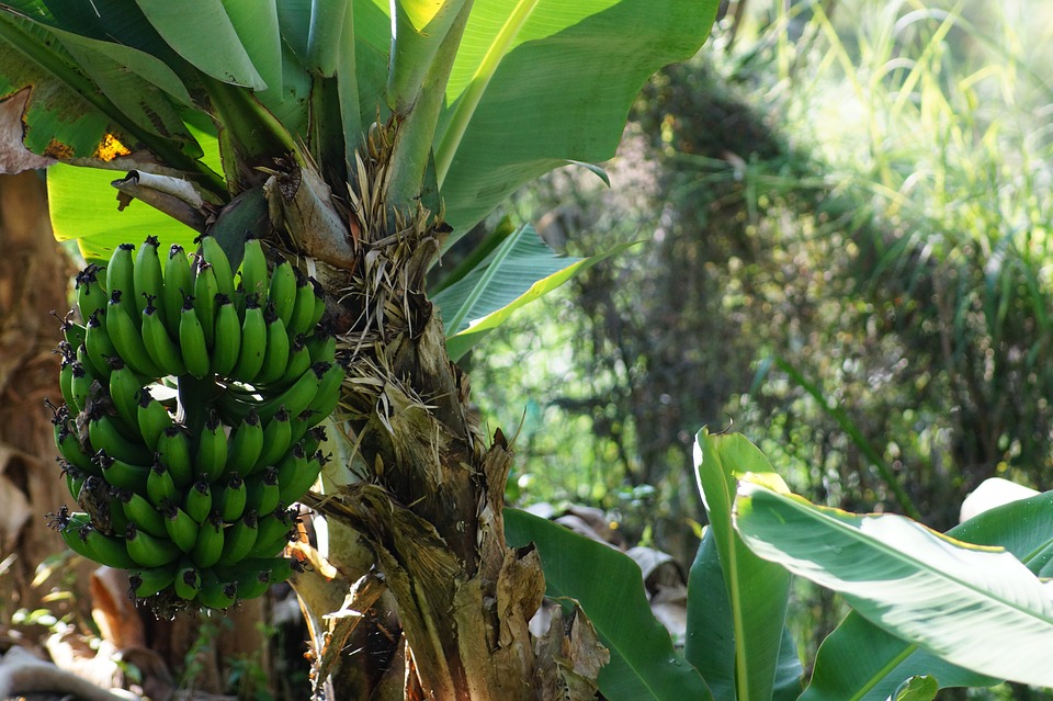 banana-2192128_960_720
