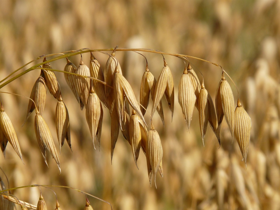 Haferpflanze für Bio Haferkleie