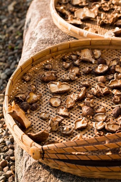 Shiitake Pilze für Shiitake Pulver